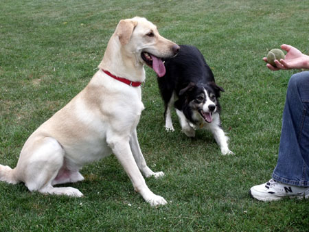 Annie and her new brother, George the Lab.